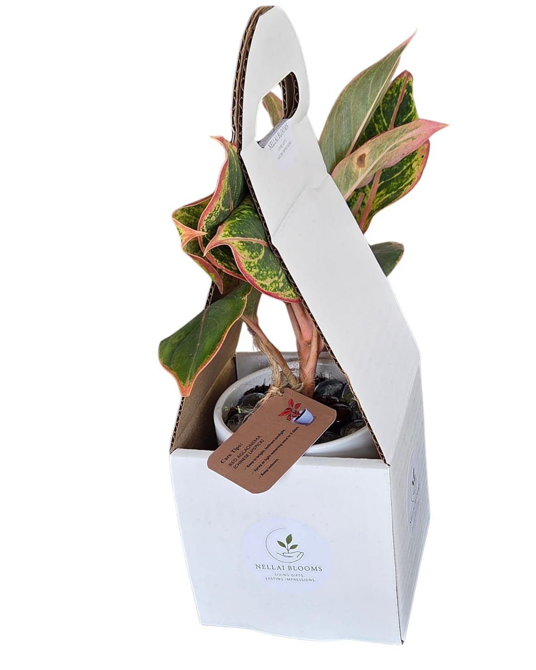 Nellai Blooms Premium Packaging